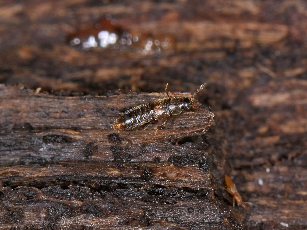 Mini Staphylinidae